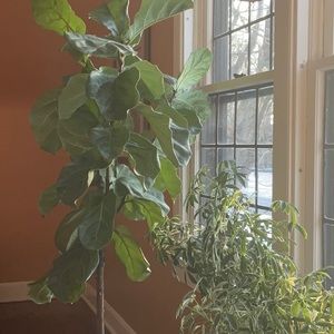 Meet your Posher, Anne